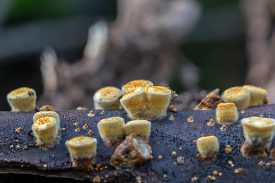 Crucibulum laeve (Common Bird's-nest) mushrooms on the autumn leaves. Crucibulum laeve, the Common Bird's-nest Fungus, young specimens growing on rotting wood.