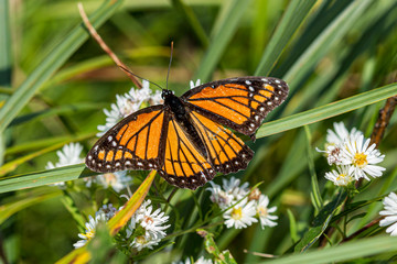 Monarch, Danaus plexippus, with damaged wings resting on white flowers. Milkweed butterfly is also...