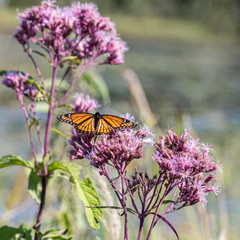 Monarch, Danaus plexippus, with damaged wing looks ready for take-off. Milkweed butterfly is also...