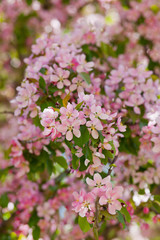 delicate flowers of cherry blossoms in the sun on the blue sky