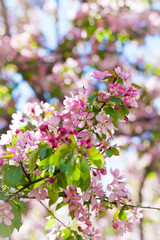 delicate flowers of cherry blossoms in the sun on the blue sky