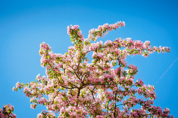 delicate flowers of cherry blossoms in the sun on the blue sky