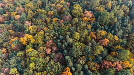 Autumn forest with green and yellow leaves, aerial drone view