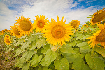 Obraz premium bright yellow fields with sunflowers and blue sky on a Sunny summer day