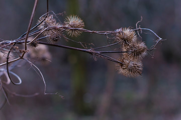 Old withered burdock, colorful, burdock seeds, abstract, tristess, winter
