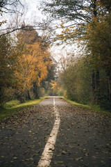Fototapeta na wymiar autumn forrest path with road marking on asphalt as leading line
