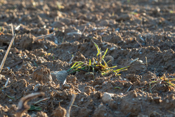 birth of a plant that leaves the field