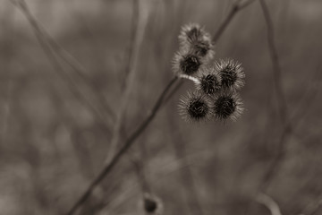 Old withered burdock in winter, black and white photo, burdock seeds