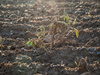birth of a plant that leaves the field