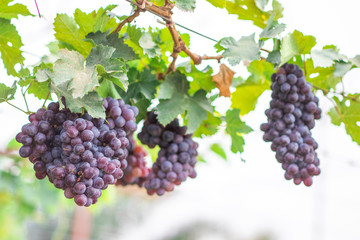 ฺBunches of ripe Black Opal seedless grapes (Vitus Vinifera) of the vineyard in the organic greenhouse farm