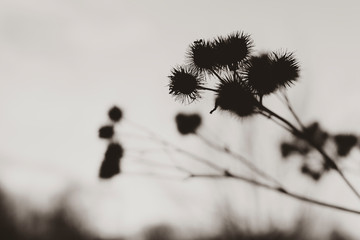 Silhouettes of old withered burdock, burdock seeds, abstract, black and white photo