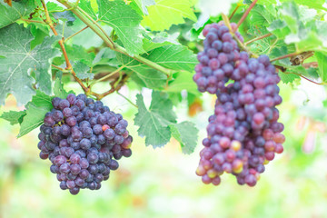 ฺBunches of ripe Black Opal seedless grapes (Vitus Vinifera) of the vineyard in the organic greenhouse farm