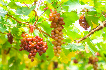 Bunches of Flame Seedlessฺ grapes of the vineyard in the organic fruits farm