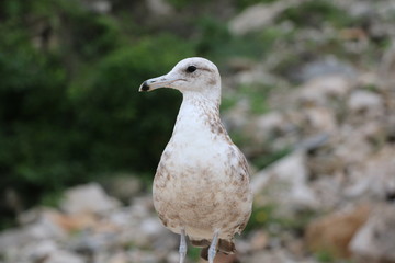 Gaviota03
