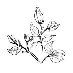 Blossoms of Magnolia. Hand draw sketch. Outline Flower buds and leaves