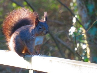Red Squirrel in forest