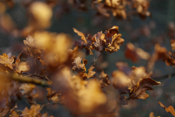 Eichenblätter Winter