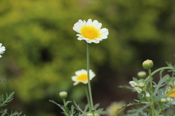 Colorful Flower Background