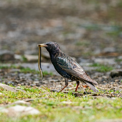 Сommon starling (Sturnus vulgaris) with prey lizard Anguis fragilis. 