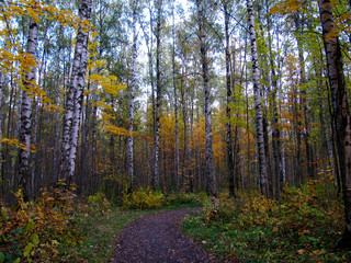 Fototapeta premium birch forest in autumn with a clear sky