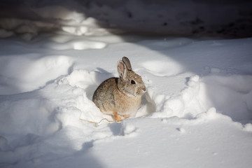 Winter wild rabbit playing in the snow