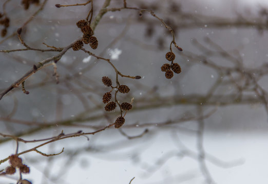 Alder cones close up.Inflorescences of the bush in the winter waiting for the spring awakening. Selective focus..