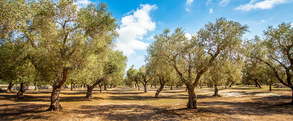 Olivenplantage in Torre Sant Andrea Puglia Italien