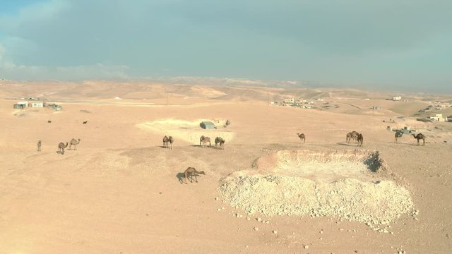 Aerial shot of Camels at the Judean Desert. Israel. DJI_0148-03