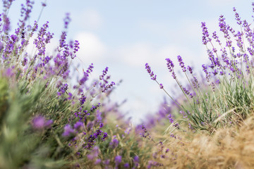 Naklejka premium Blurred nature scene Lavender flowers beautiful nature scene field in sunlight Lavender floral background
