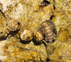 Balanus (Balanomorpha) is a genus of barnacles in the family Balanidae of the subphylum Crustacea. Acanthopleura granulata, West Indian fuzzy chiton, tropical species of chiton.