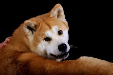 Liegender Hund (Akita) wird gestreichelt und schaut zurück