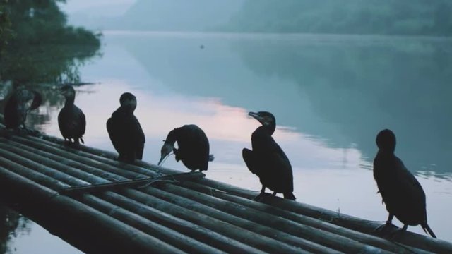 Cormorants on a bamboo raft in Guilin