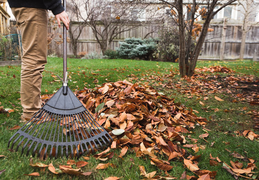 Cropped image of boy raking leaves in a backyard on a fall day.