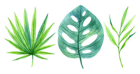 Set of lush greenery of tropical plants.