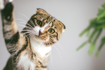 A cute  cat playing with ornaments on a small christmas tree