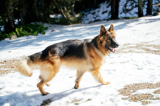 German shepherd playing in the snowy mountain