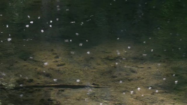 Swarm of mayflies / up-winged flies flying over water of pond / stream in spring