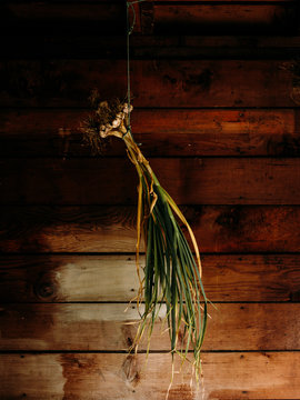 Bunch of garlic drying after being freshly harvested