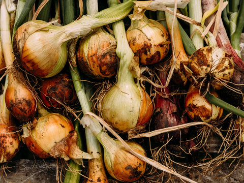 Bunch of onions  from the garden after recently being picked