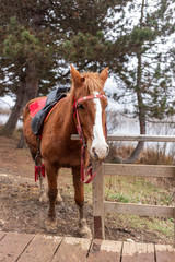 Obraz premium Beautiful horse on the lake