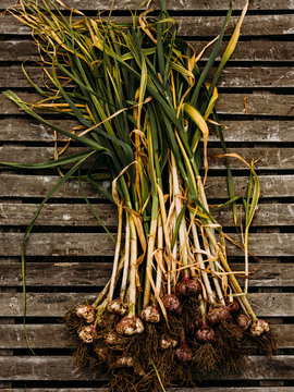 Bunch of garlic  from the garden after recently being picked