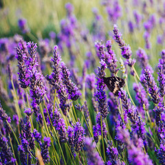 Black and white butterfly on lavender flowers