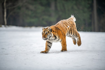Siberian Tiger running in snow. Beautiful, dynamic and powerful photo of this majestic animal. Set in environment typical for this amazing animal. Birches and meadows