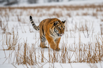 Obraz premium Siberian Tiger running in snow. Beautiful, dynamic and powerful photo of this majestic animal. Set in environment typical for this amazing animal. Birches and meadows
