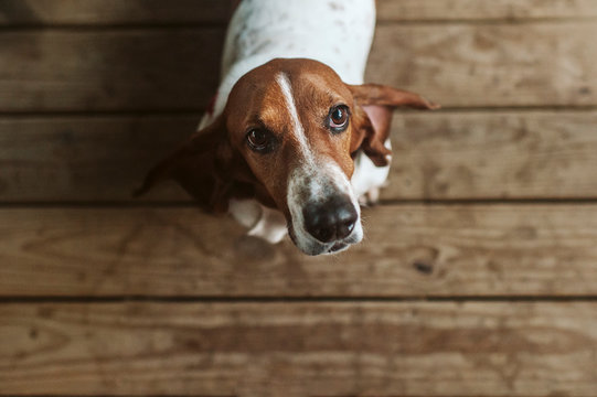 Above image of Basset hound dog standing on deck looking up