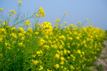 Obraz premium Yellow mustard flower, mustard flower field is fully bloomed.
