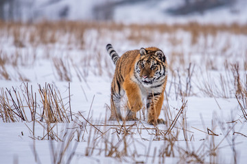 Siberian Tiger running in snow. Beautiful, dynamic and powerful photo of this majestic animal. Set in environment typical for this amazing animal. Birches and meadows