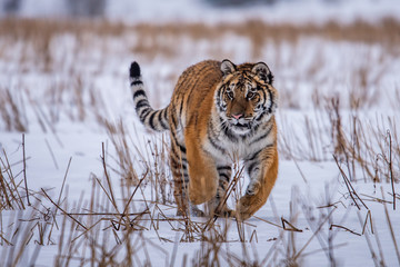 Siberian Tiger running in snow. Beautiful, dynamic and powerful photo of this majestic animal. Set...