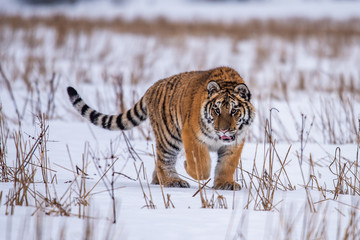 Siberian Tiger running in snow. Beautiful, dynamic and powerful photo of this majestic animal. Set in environment typical for this amazing animal. Birches and meadows