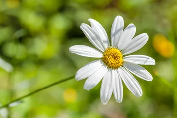 Deurstickers White daisy in the summer field © Freelancer